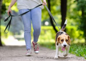 Photo d'une personne promenant son chien en laisse