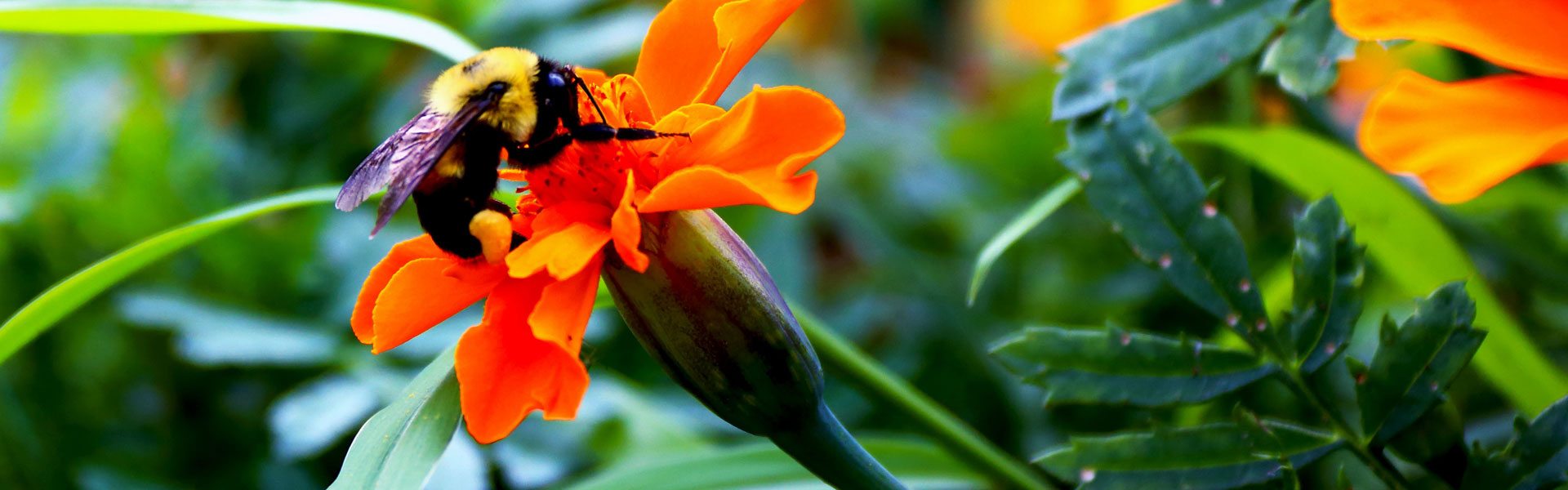 Photo d'une abeille butinant une fleur