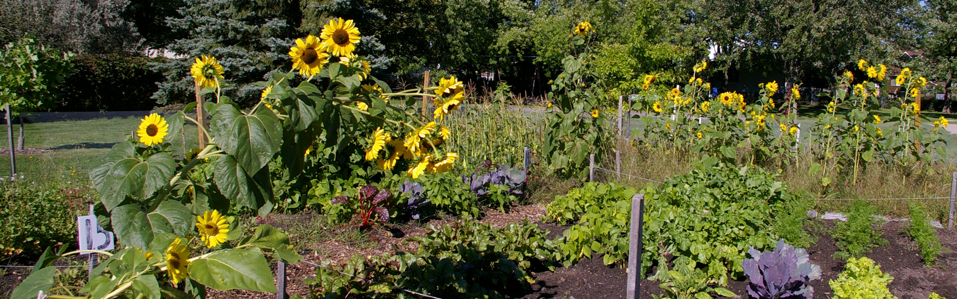 Jardins communautaires - Fleurs et plantes
